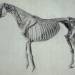 Finished Study for the Fifth Anatomical Table of a Horse